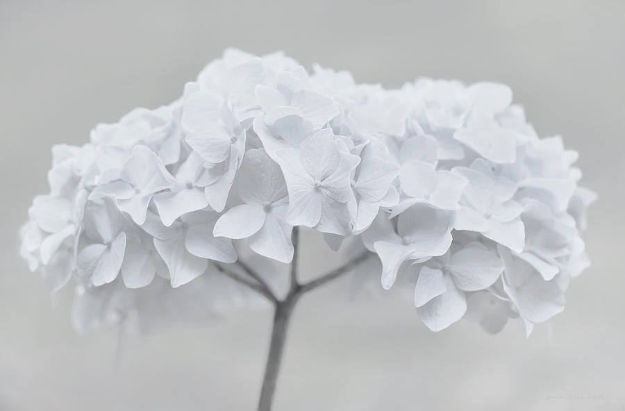 Pretty in White Hydrangea Flowers Photograph by Jennie Marie Schell