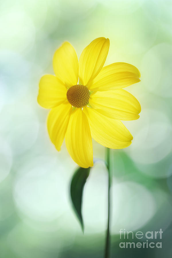 Pretty In Yellow.. Photograph