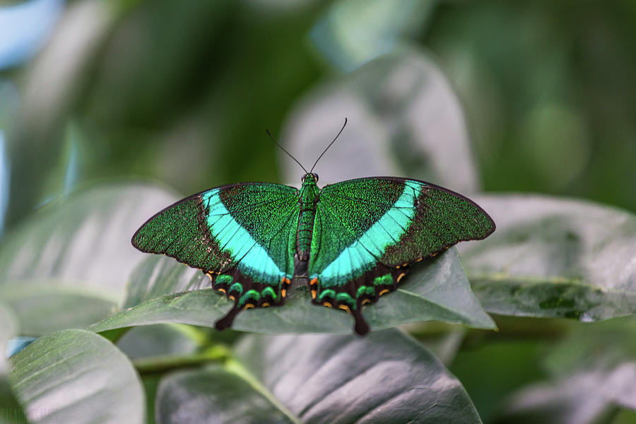 Pretty Jewel Photograph by Calazone's Flics - Fine Art America