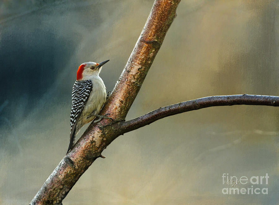 Woodpecker Photograph - Pretty Lady by Lois Bryan