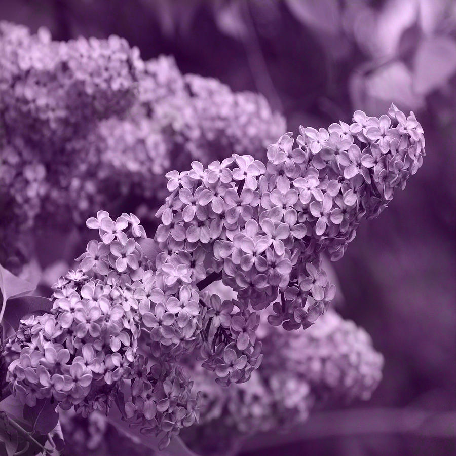 Pretty Lilac In The Spring Photograph