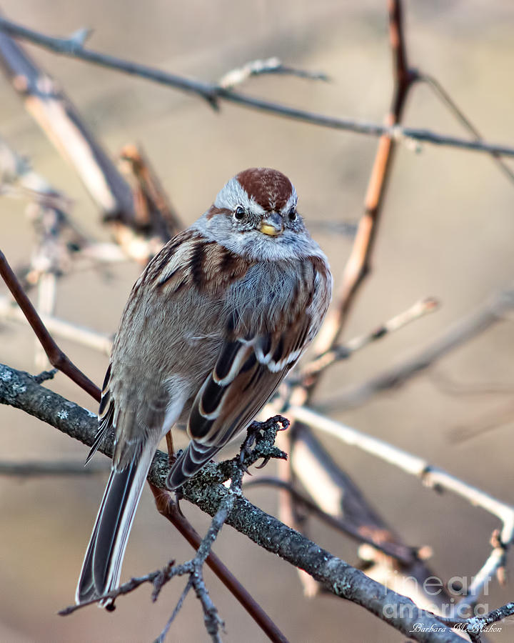 Pretty Little American Tree Sparrow Photograph by Barbara McMahon