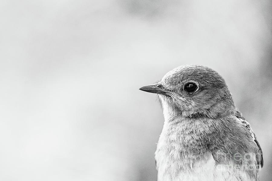 Pretty Little Bluebird - BW Photograph by Scott Pellegrin