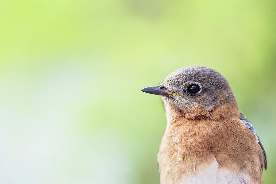 Pretty Little Bluebird Photograph by Scott Pellegrin