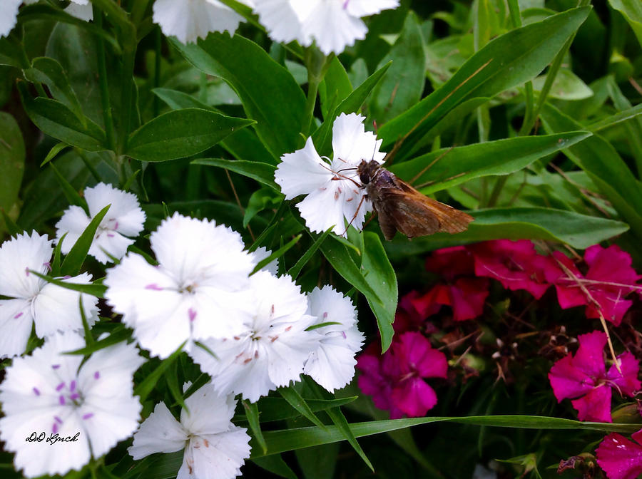 Pretty Little Butterfly Photograph