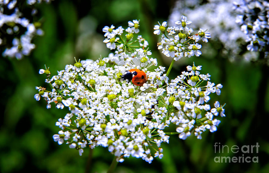 Up Movie Photograph - Pretty Little Ladybug by Mariola Bitner