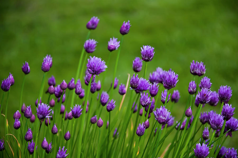 Pretty Little Purple Things  Photograph by Jeff Cooper