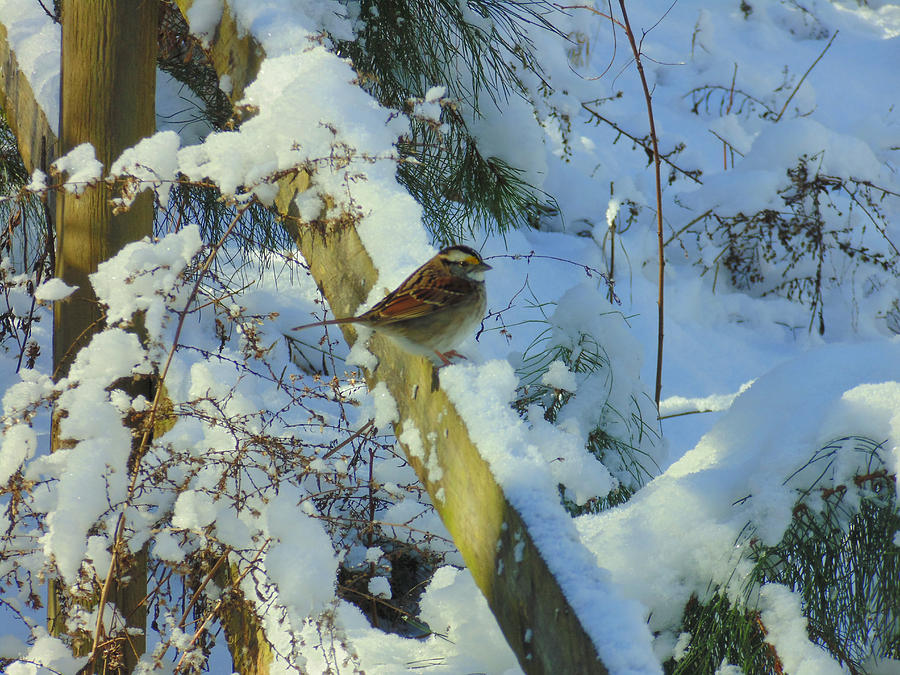 Pretty Little Sparrow Photograph
