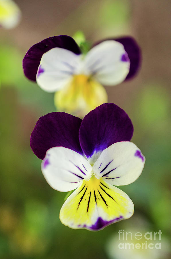 Pretty Little Violets Botanical / Nature / Floral Photograph Photograph by PIPA Fine Art - Simply Solid