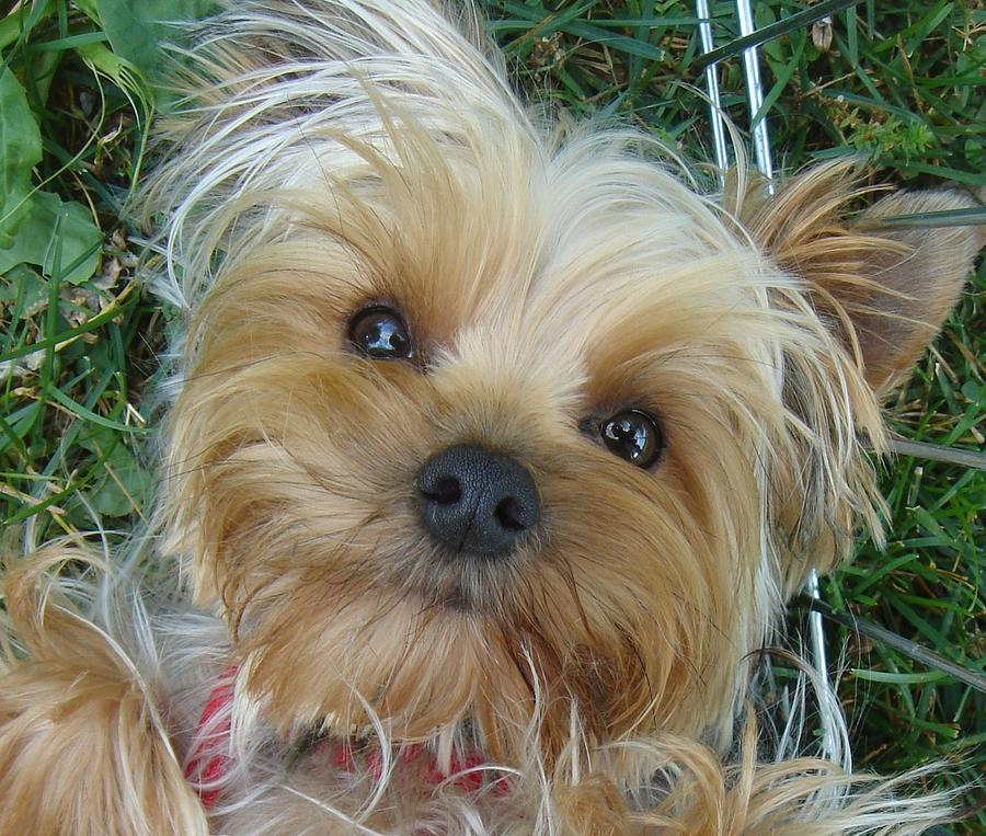 what color are yorkies eyes