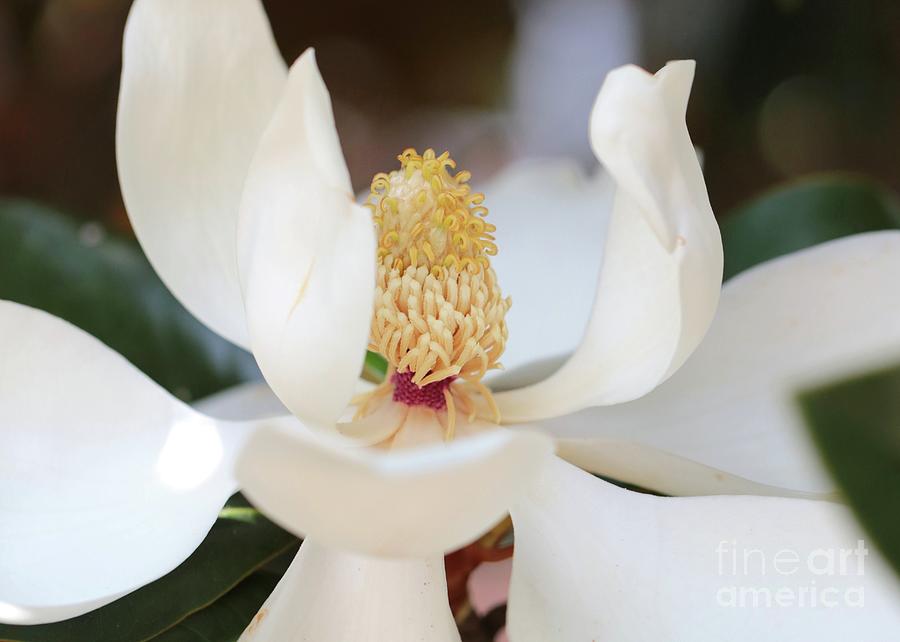 Pretty Magnolia Photograph by Carol Groenen