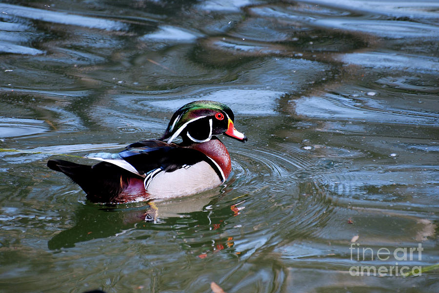 Pretty Markings on a Swimming Male Wood Duck Photograph by DejaVu Designs