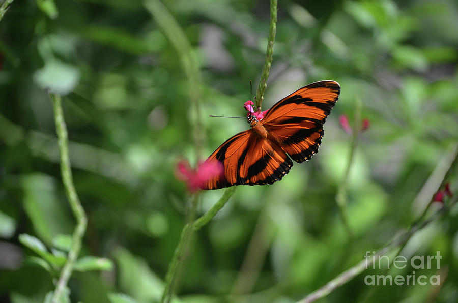 Pretty Oak Tiger Butterfly with Long Wings Photograph by DejaVu Designs
