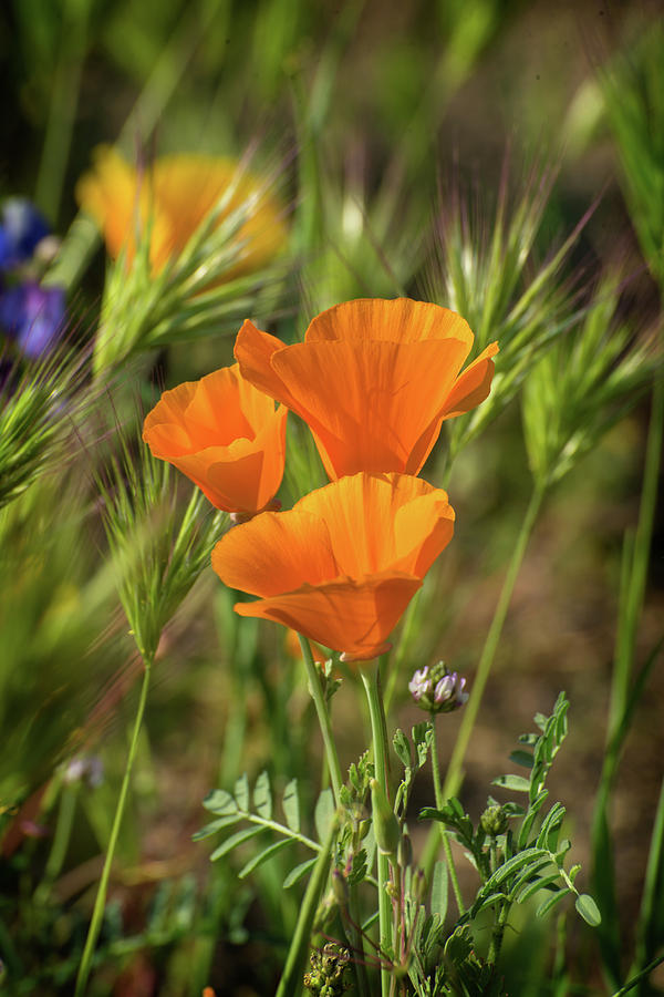 Pretty Orange California Poppies Photograph by Lynn Bauer