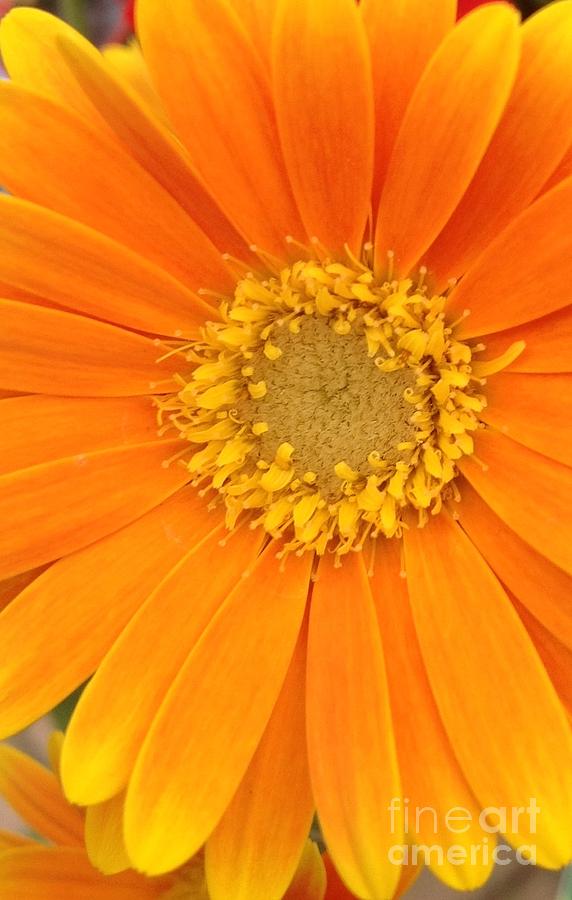 Pretty Orange Petals  Photograph by By Divine Light
