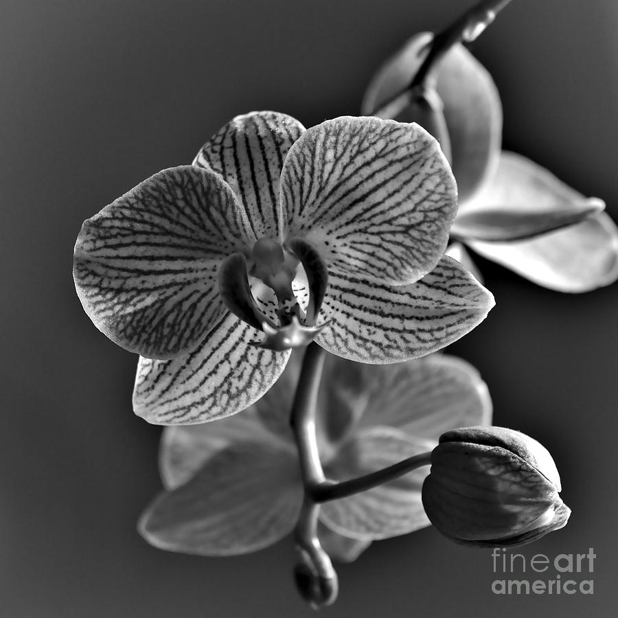 Pretty Orchid BW Photograph by Jeremy Hayden