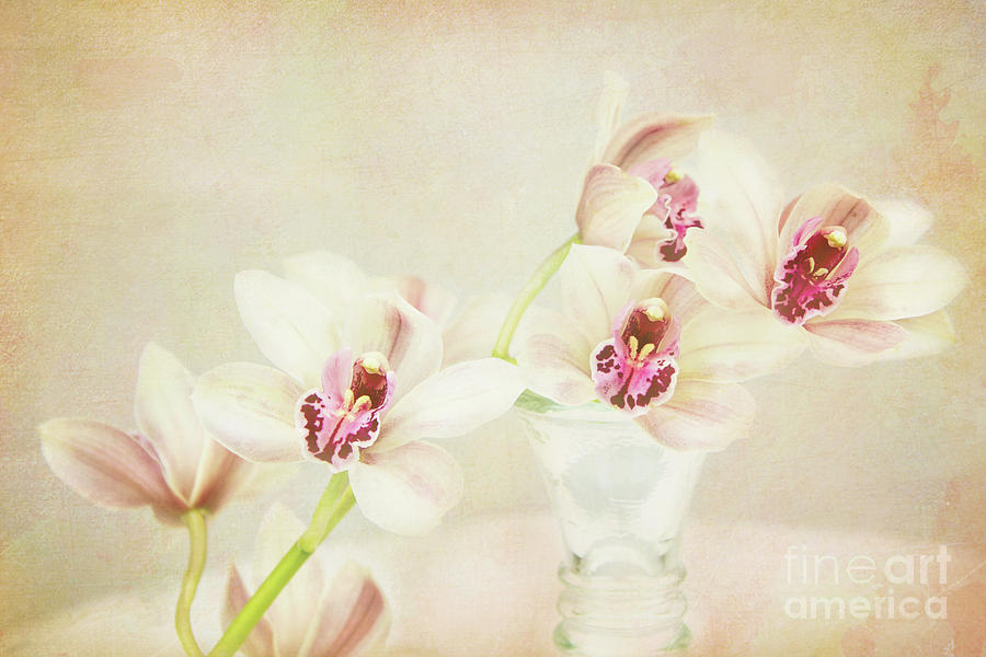 Pretty Orchids by Kim Andelkovic Pretty Orchids by Kim Andelkovic