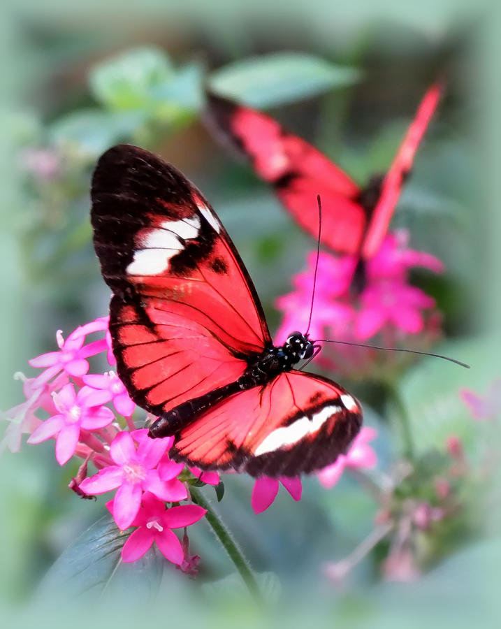 Download Pretty Pair - Butterflies Photograph by MTBobbins Photography