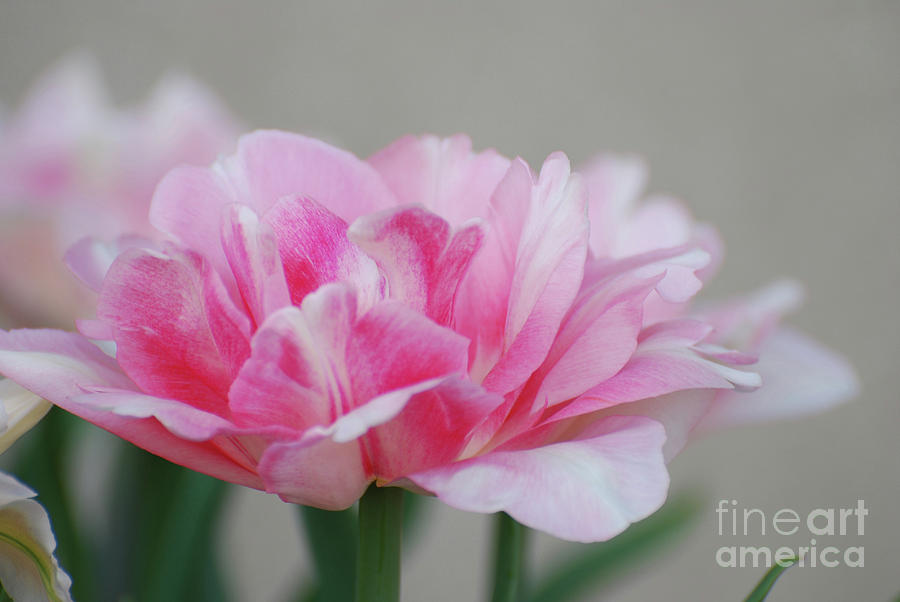 Pretty Pale Pink Parrot Tulip Flower Blossom Photograph by DejaVu Designs