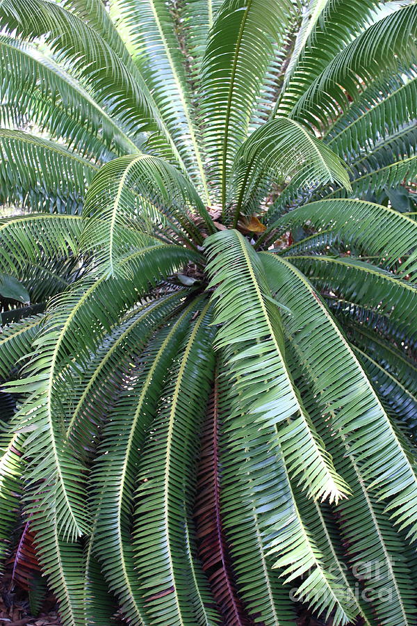 Pretty Palm Fronds Photograph by Carol Groenen