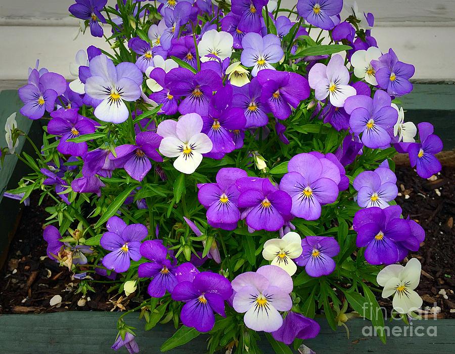 Pretty Pansies Photograph by Anne Sands