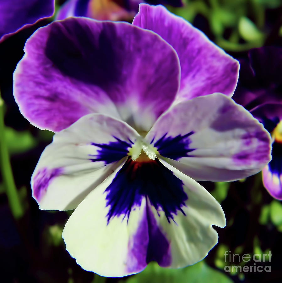 Pretty Pansy Photograph by D Hackett