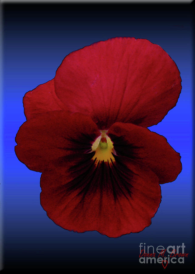 Pretty Pansy Photograph by Donna Brown