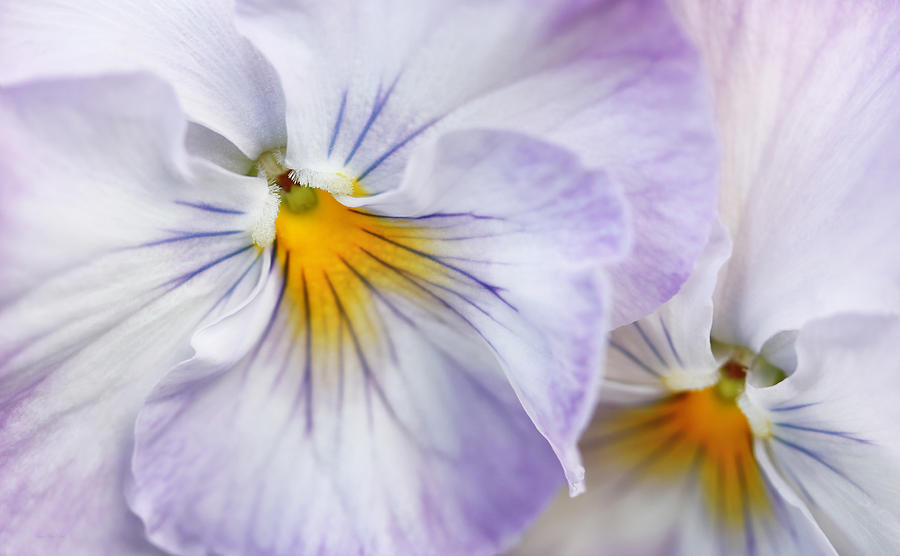 Pretty Pansy Flowers Photograph by Jennie Marie Schell