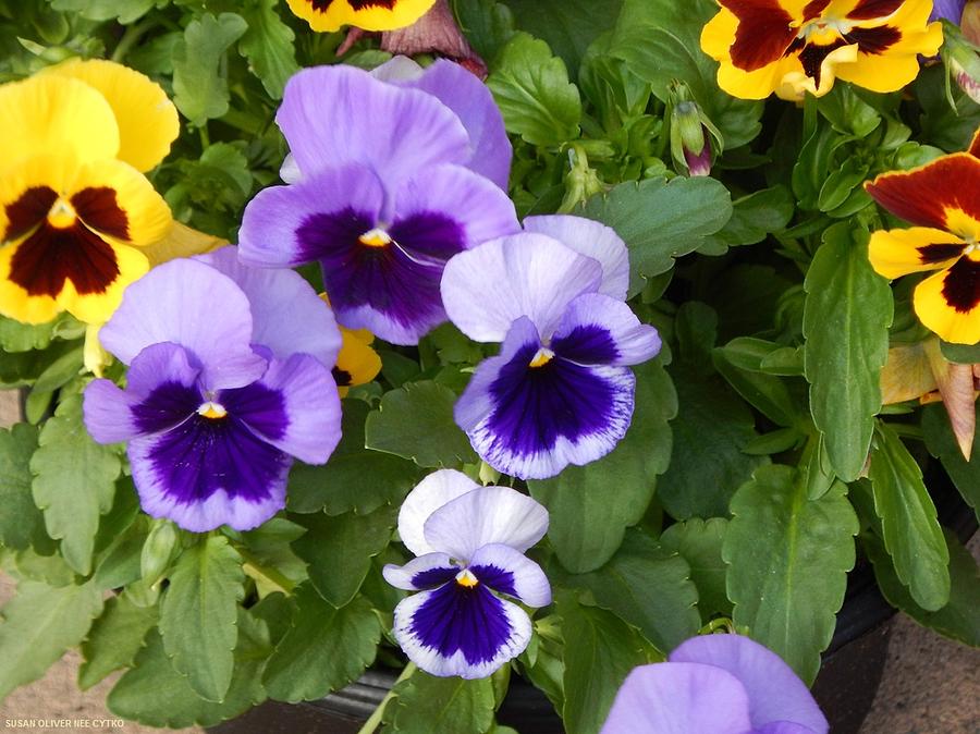 Pretty Pansy Photograph by Susan Oliver - Fine Art America