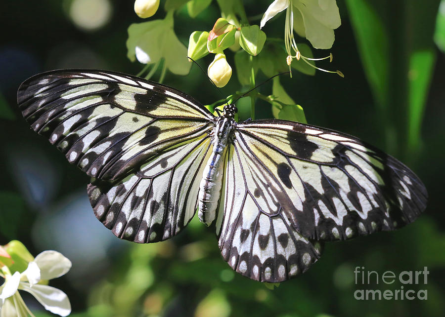 Pretty Paper Kite Butterfly Photograph by Carol Groenen