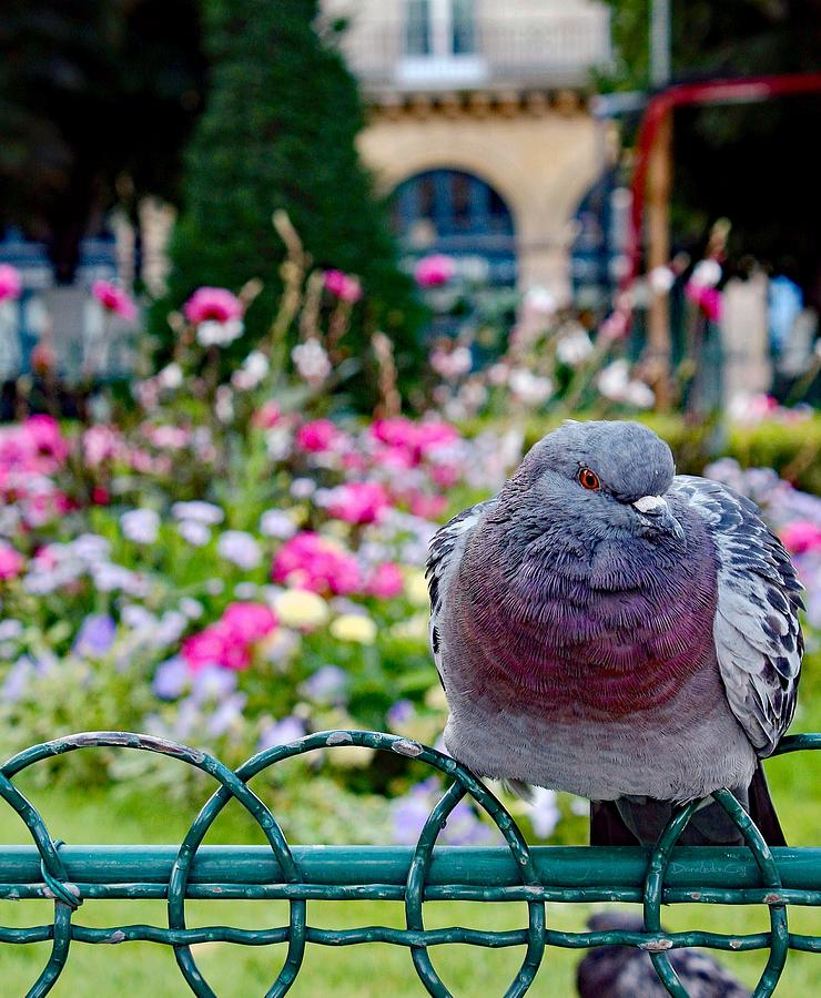 Pretty Paris Pigeon Photograph by Diane Lindon Coy