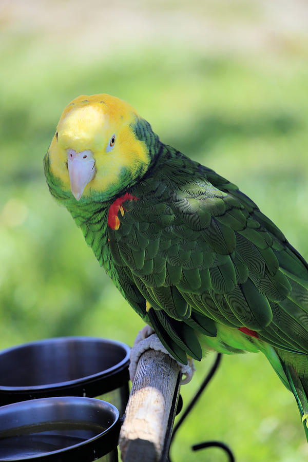 Pretty Parrot Photograph
