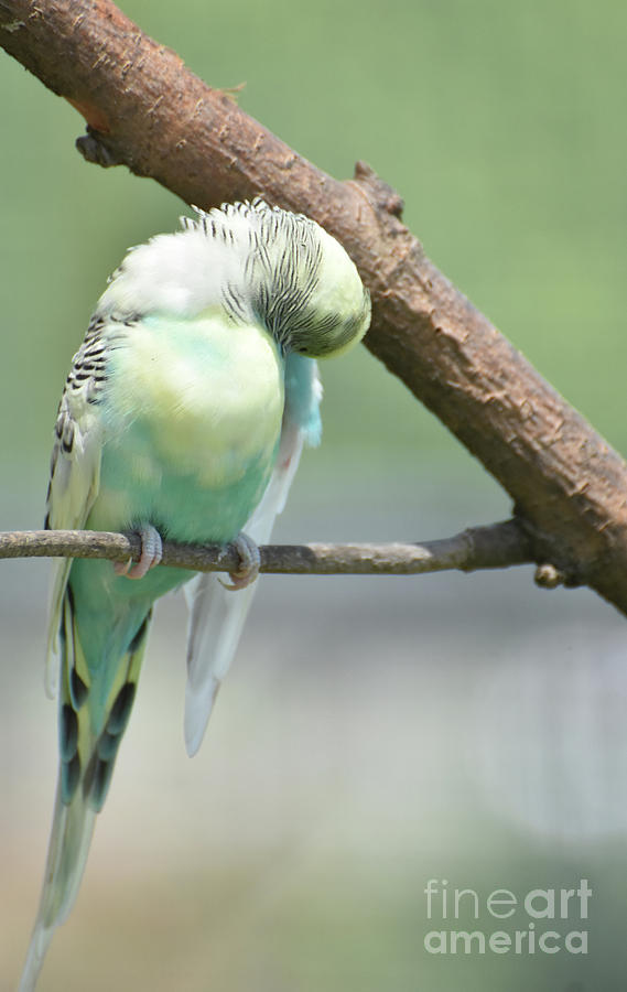 Pretty Pastel Common Parakeet with Ruffled Feathers on a Branch Photograph by DejaVu Designs