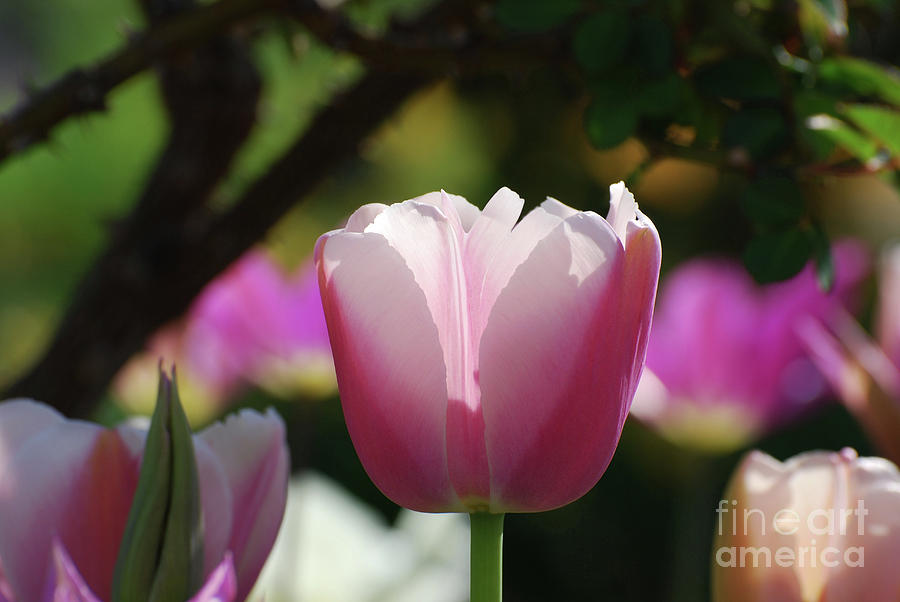 Pretty Pastel Pale Pink Tulip Flower Blossom Photograph by DejaVu Designs