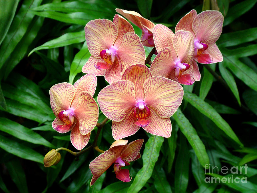 Orchid Photograph - Pretty Peach Orchids by Sue Melvin