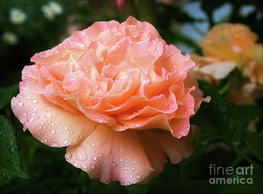 Pretty Peach Peony Flower Photograph by Gabriele Pomykaj