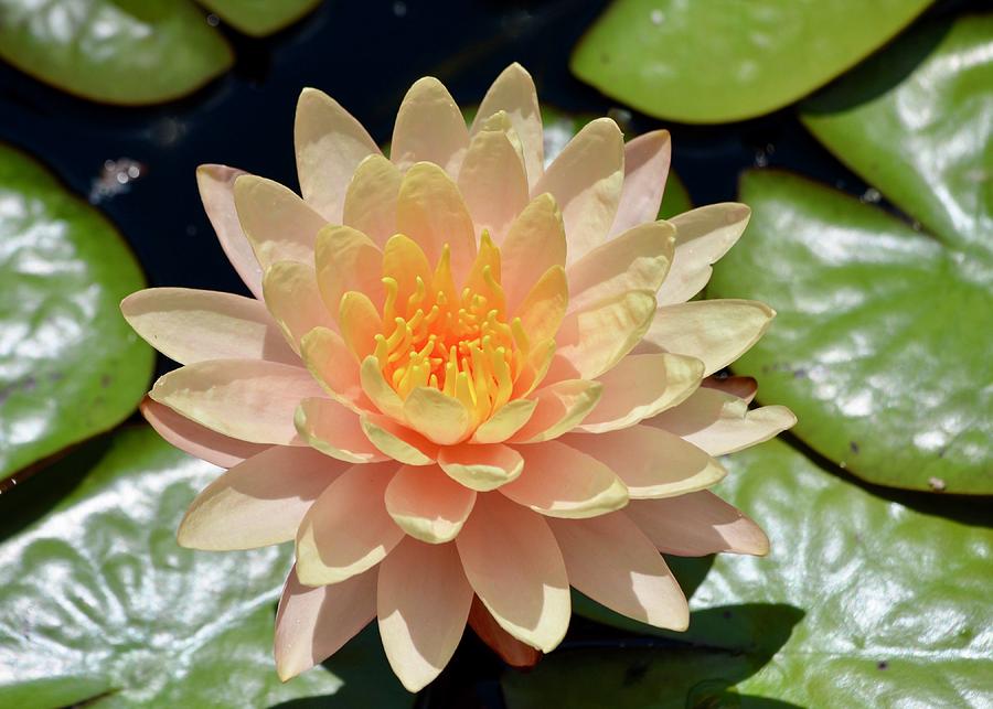 Pretty Peach Waterlily Photograph by Richard Bryce and Family