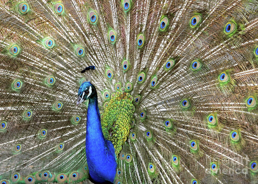 Pretty Peacock 2 Photograph by Lydia Holly