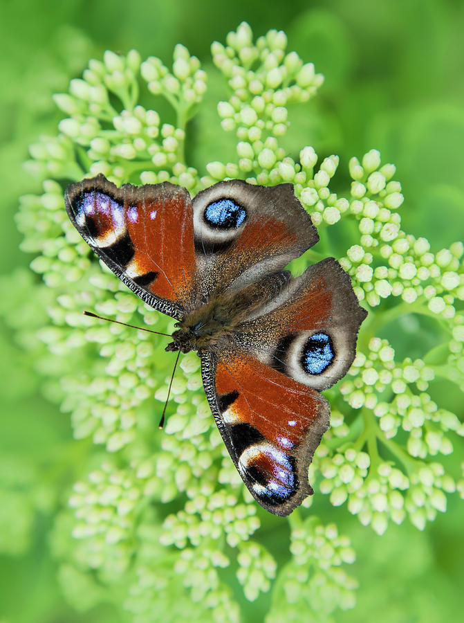 Pretty peacock butterfly Photograph by Jaroslaw Blaminsky