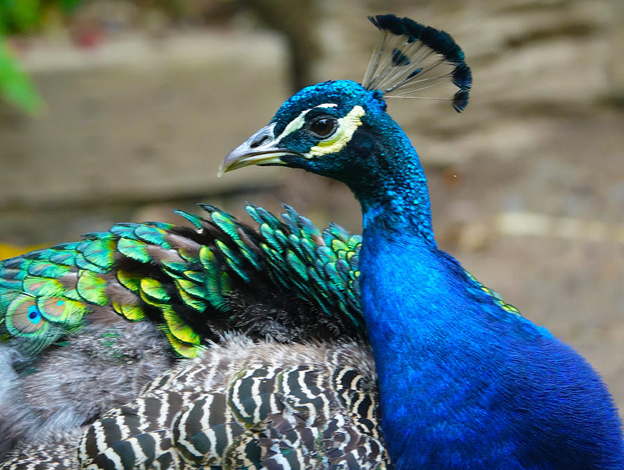 Pretty Peacock Photograph by Elizabeth Waitinas - Fine Art America