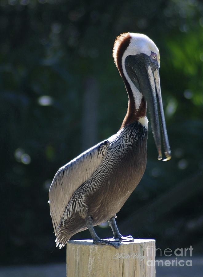 Pretty Pelican Photograph by Dodie Ulery