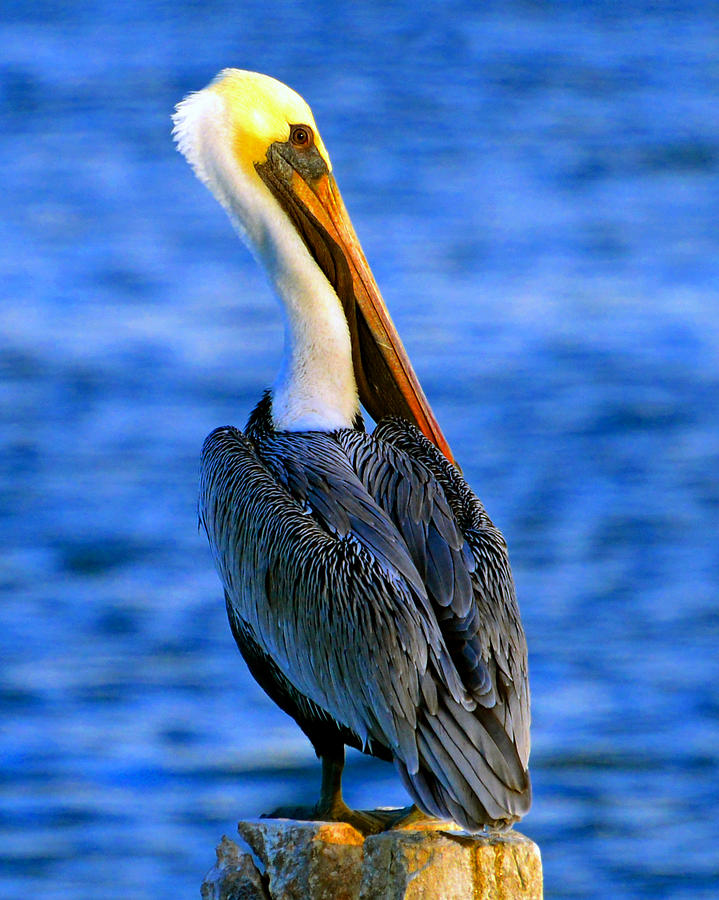 Pretty Pelican on Piliing Photograph by David Lee Thompson
