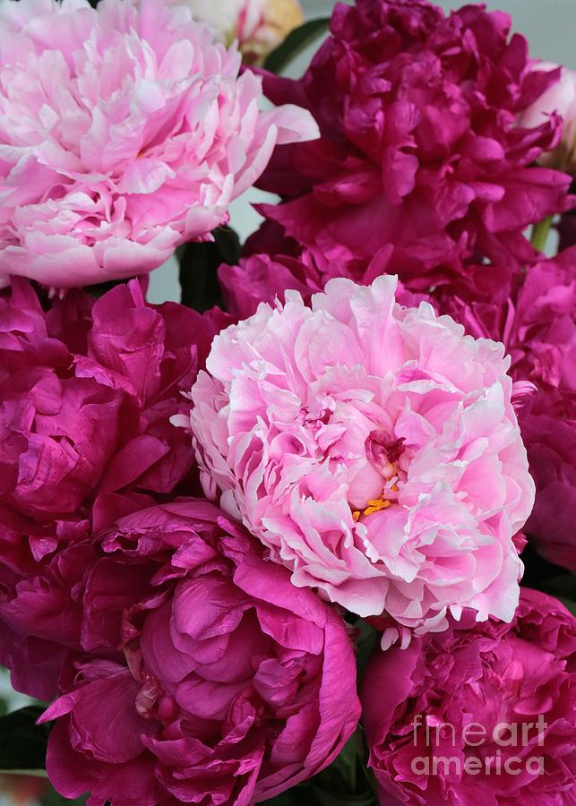 Pretty Peonies in Pink Photograph by Carol Groenen - Pixels