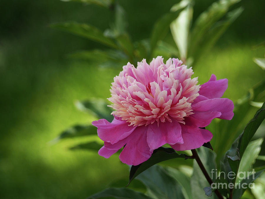 Pretty Peony In The Garden Shadows Photograph by Dorothy Lee