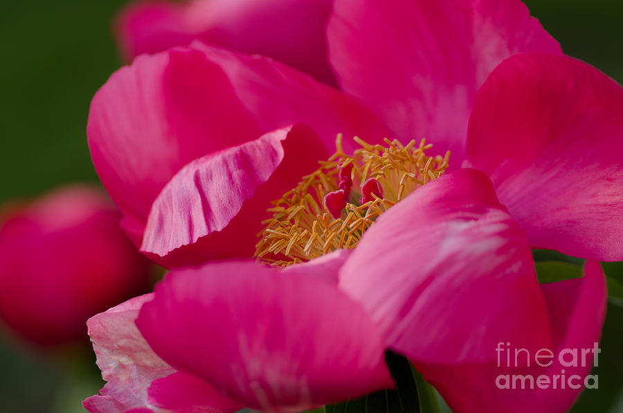 Spring Painting - Pretty Peony by Nick Boren
