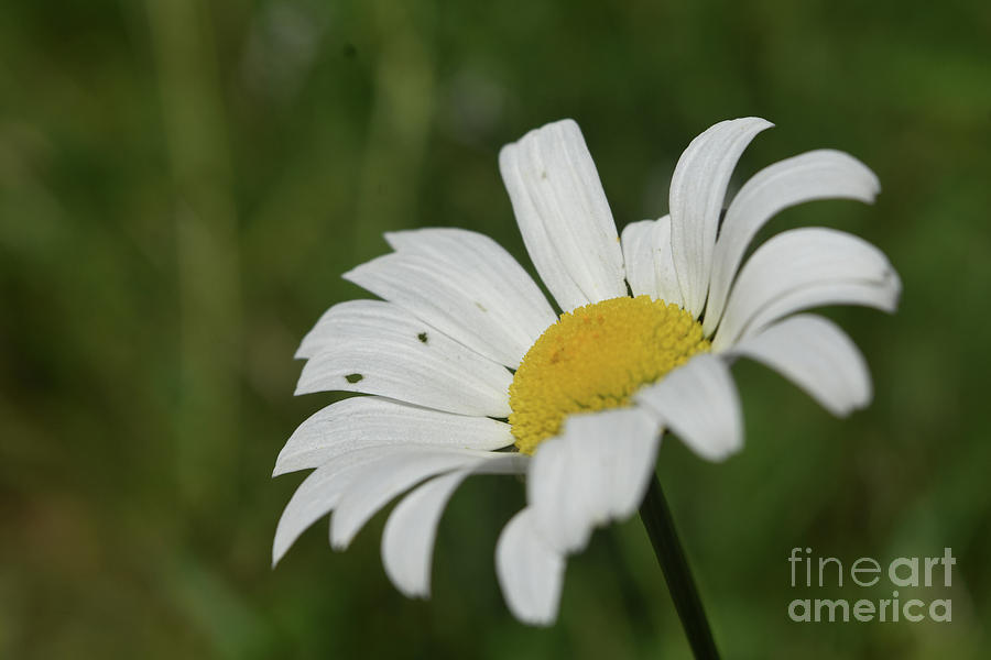 Pretty Perfect English Daisy Flowering and Blooming Photograph by DejaVu Designs