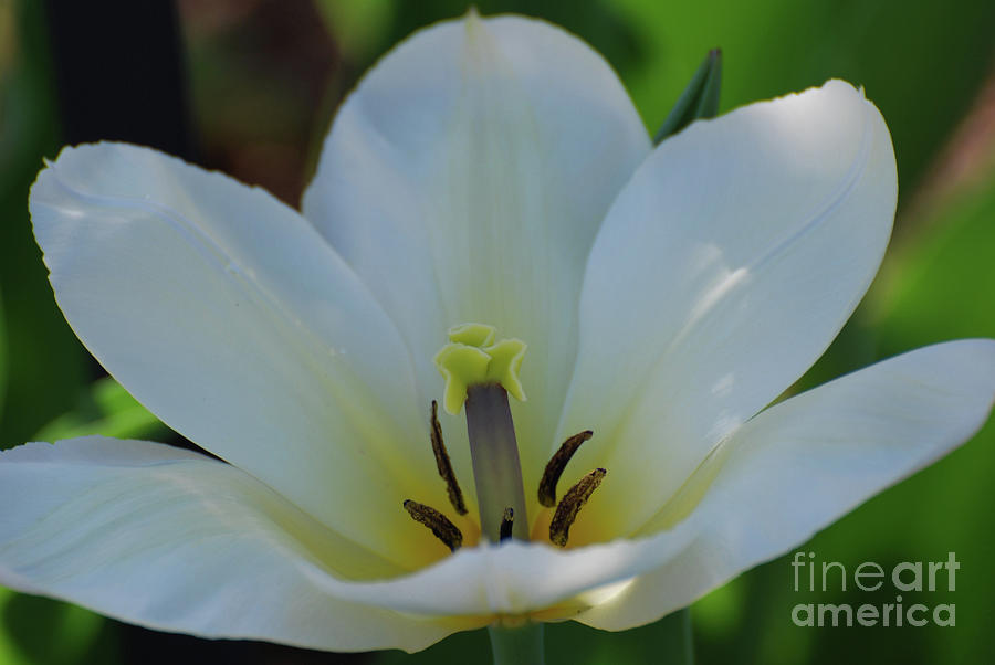 Pretty Perfect White Tulip Flower Blossom in the Spring Photograph by DejaVu Designs