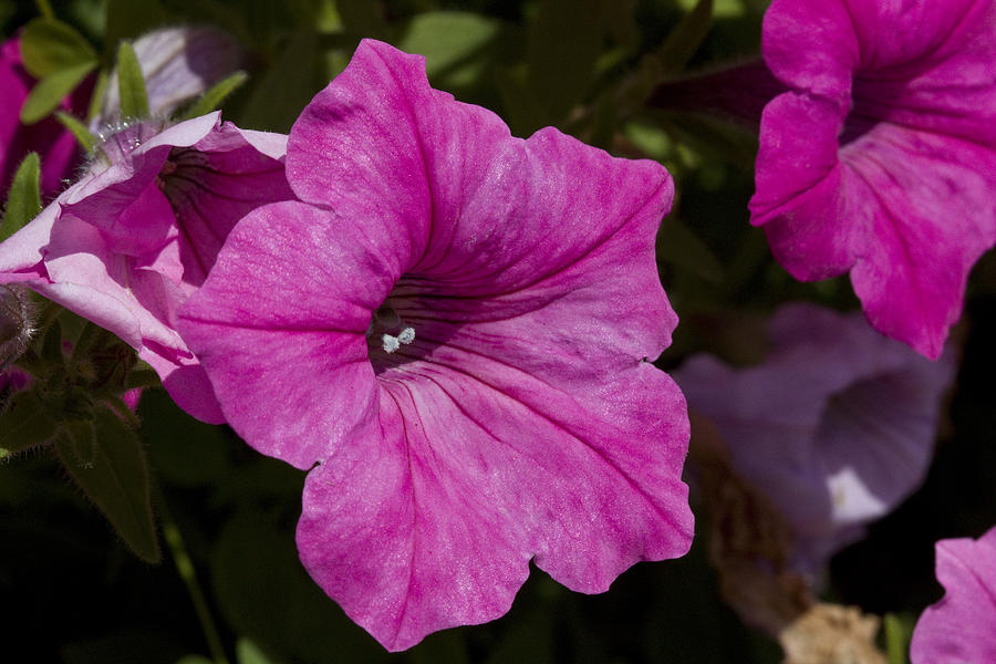 Flower Photograph - Pretty Petunia by Vernis Maxwell