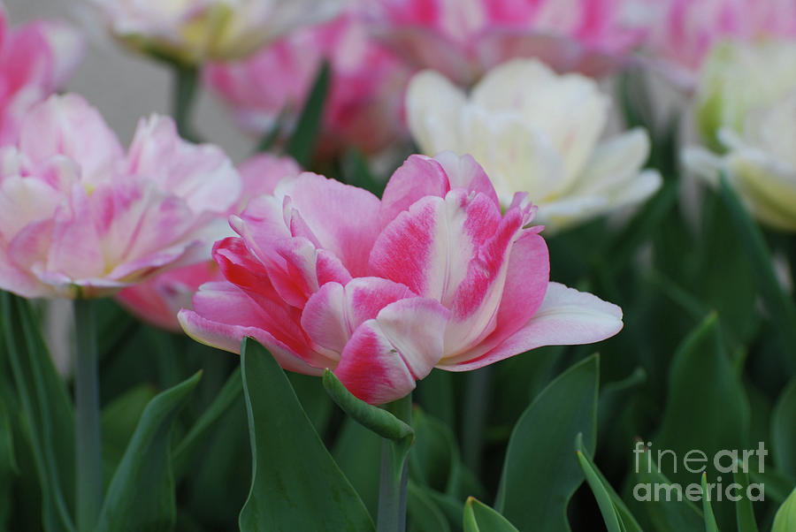 Pretty Pink and White Striped Ruffled Parrot Tulips Photograph by DejaVu Designs