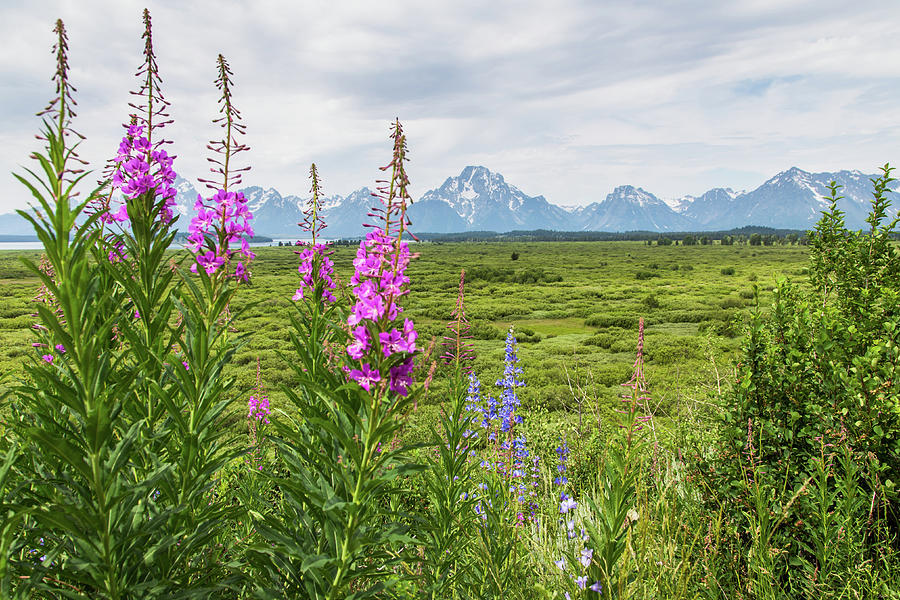 Pretty Pink at Grand Tetons Photograph by Lisa Lemmons-Powers